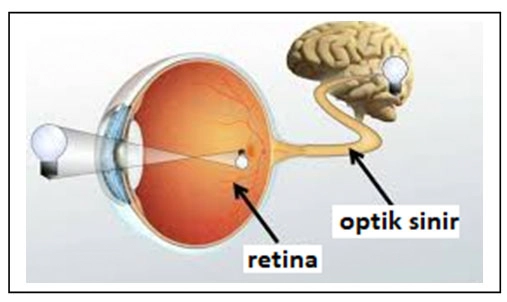 Glaucoma (Eye Pressure)